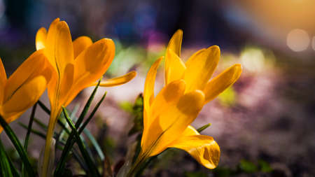 Yellow wildflowers in the back in spring on blurred natural backgroundの写真素材