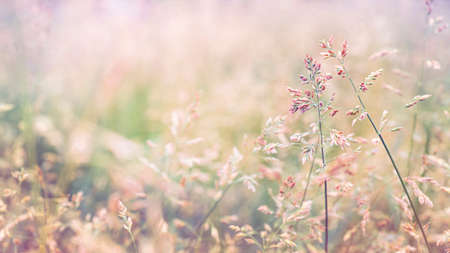 Beautiful golden grass in the meadow in the morning at dawnの写真素材