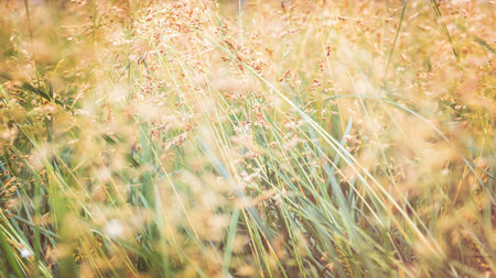 Beautiful golden grass in the meadow in the morning at dawnの写真素材