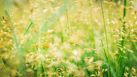 Beautiful golden and green grass in the meadow in the morning at dawn background.の写真素材