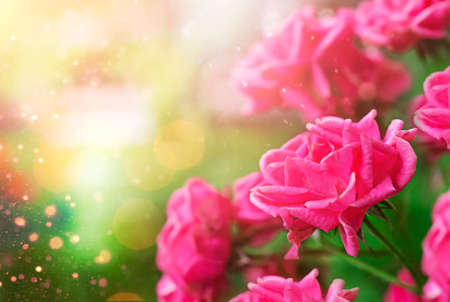 Blurred beautiful magic floral background with pink roses and copy spaceの写真素材