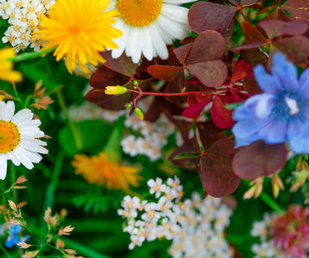 Wild different beautiful flowers in the meadow with very soft focus and copy space and blurred backgroundの写真素材