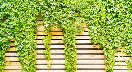 Green ivy leaves on wooden dies, natural decor backgroundの写真素材