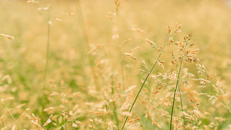 Beautiful golden and green grass in the meadow in the morning at dawn background.の写真素材