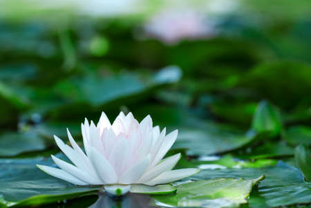 White water lily flower in the green lakeの写真素材