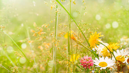 Wild different beautiful flowers in the meadow with very soft focus and copy space and blurred backgroundの写真素材