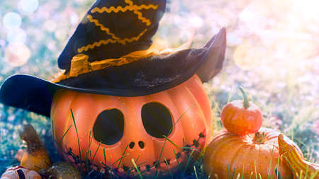 Pumpkin head Jack-o-lantern close-up and orange autumn pumpkins, still life in nature in the sunlight glareの写真素材