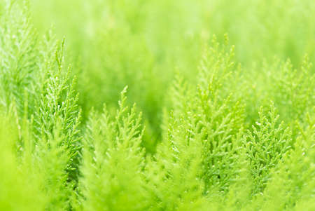 Light green eco background of green plants with soft focus and copy spaceの写真素材