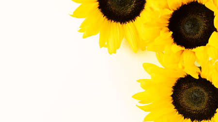 yellow flowers of sunflowers on a gentle light yellow background with copy spaceの写真素材