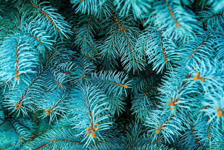 Blue spruce close up background with copy space, macro photoの写真素材
