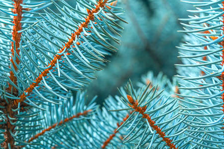 Blue spruce close up background with copy space, macro photoの写真素材