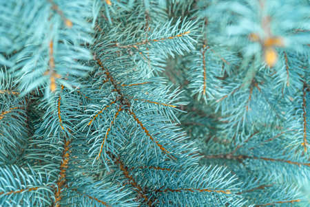 Blue spruce close up background with copy space, macro photoの写真素材