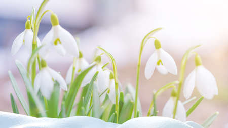 Natural background with first spring flowers white snowdropsの写真素材