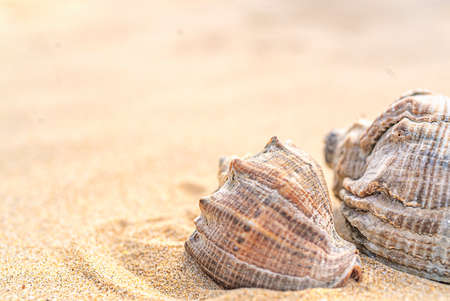 Two seashells on yellow sand with mine spaceの写真素材