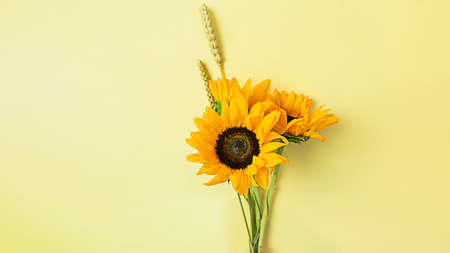 Bouquet of yellow flowers of sunflowers on a yellow backgroundの写真素材