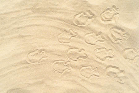 Drawing of waves on the sand on the beach, sand pattern