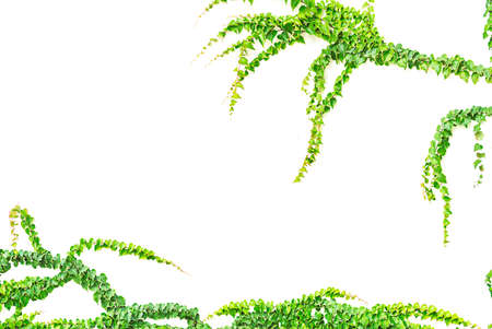 Isolated green climbing plants on the wallの写真素材