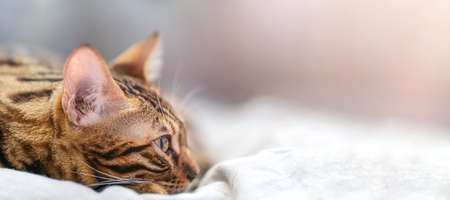 Close-up cute bengal cat looks away to copy spaceの写真素材