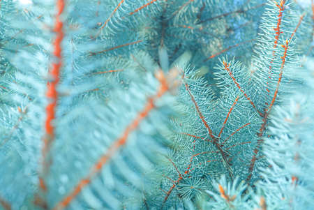 Blue spruce close up background with copy space, macro photo