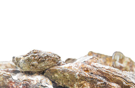 Isolated oysters side view in ocean or aquarium or farmの写真素材