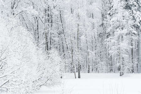 Seasonal winter landscape in a snowy forest close up