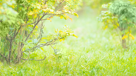 Green bushes and grass in summer close up with copy spaceの写真素材