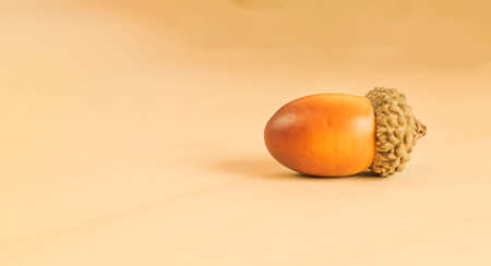 Minimalistic photo painting pattern with acorn in trendy brown - beige color with an autumn motifの写真素材