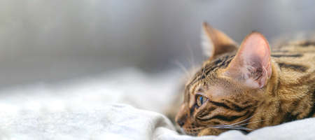 Close-up cute bengal cat looks away to copy spaceの写真素材