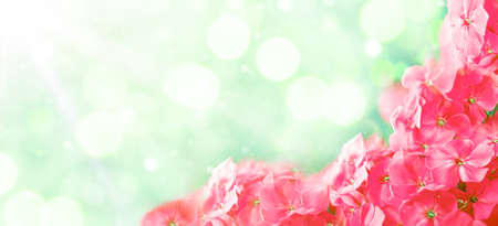 Spring banner with blooming flowers and copy spaceの写真素材