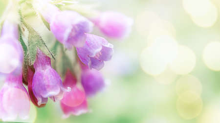 Floral blooming background with very soft focus and copy spaceの写真素材