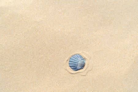 Seashells on the sand on the beach in the heat top view with copy space