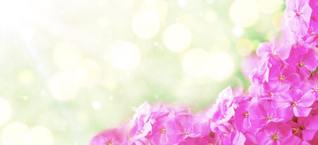 Spring banner with blooming flowers and copy spaceの写真素材