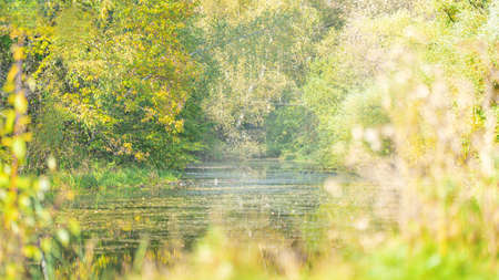 Abstract Blurred natural forest background with pondの写真素材