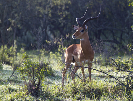 Impala male, Kenyaの写真素材