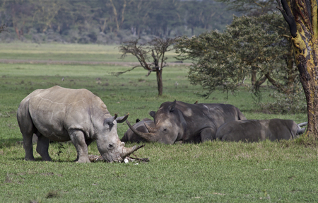 White rhinoceros, Kenyaの写真素材