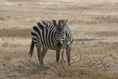Zebra, Tanzaniaの写真素材