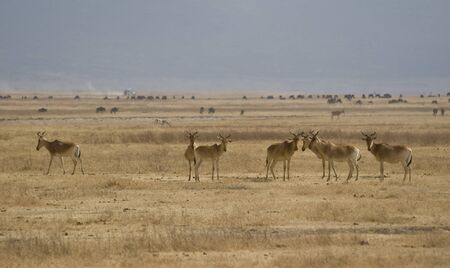 Ngorongoro, Tanzaniaの写真素材