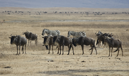 Ngorongoro, Tanzaniaの写真素材
