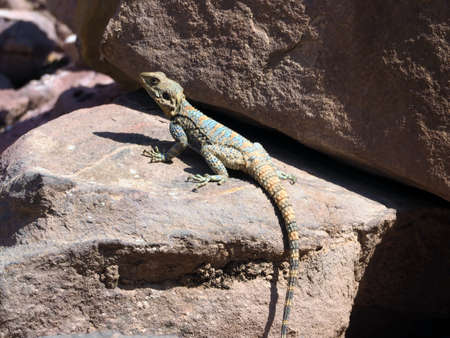 カナヘビの写真 イラスト素材一覧 96 012件 ストックフォトのamanaimages Plus