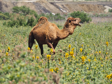 Camel dromedary grazing at meadow next to city. Grassing with yellow flowers.の写真素材