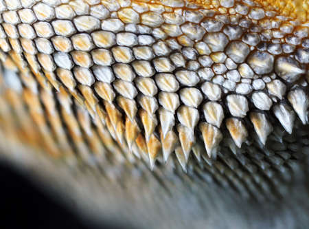 Bearded dragon 'scales close-up macro photography. Abstract and pattern photo inspired by nature.