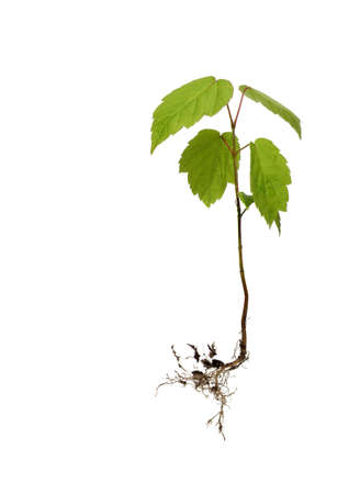 seedling isolated on white backgroundの写真素材