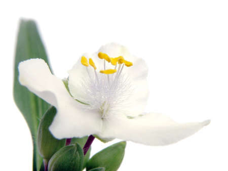 white tradeskantia flower isolated on whiteの写真素材