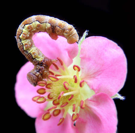 caterpillar on pink strawberry flower isolated on blackの写真素材