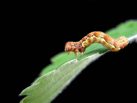 caterpillar on a leaf isolated on blackの写真素材