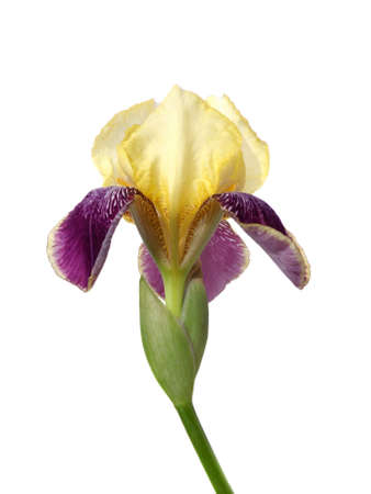 iris flower macro isolated on whiteの写真素材