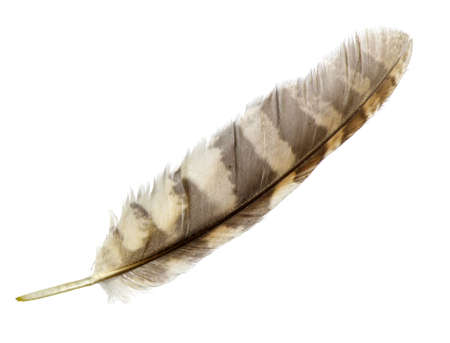 feather isolated on whiteの写真素材