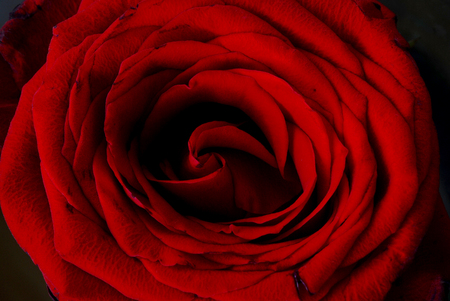 red roseの写真素材