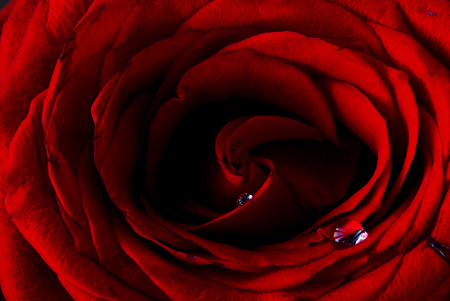 red roseの写真素材