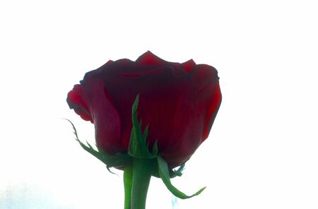red roseの写真素材